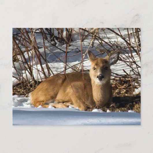 Fawn op gras ligt briefkaart (Voorkant)