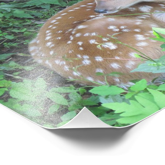 Fawn Photo Print Foto Afdruk (Hoek)
