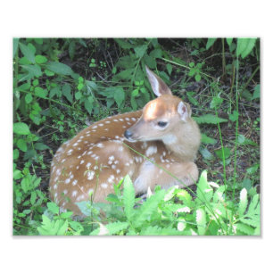 Fawn Photo Print Foto Afdruk