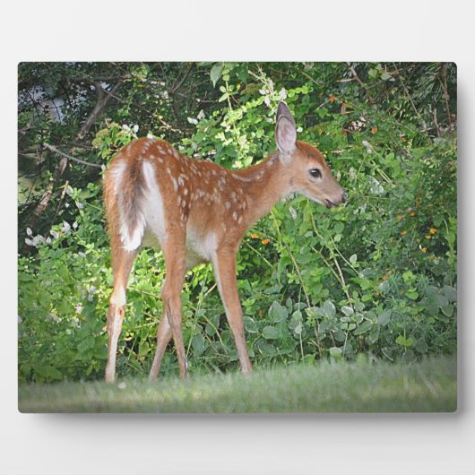 Fawn Plaque Fotoplaat (Voorkant)