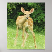Fawn Poster (Voorkant)