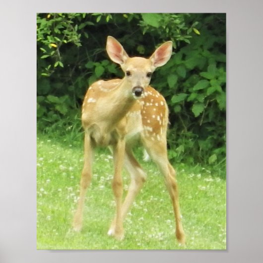 Fawn Poster (Voorkant)