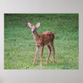 Fawn Poster (Voorkant)