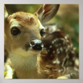 Fawn Poster (Voorkant)