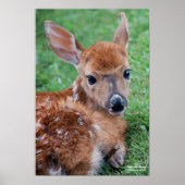 Fawn Poster (Voorkant)