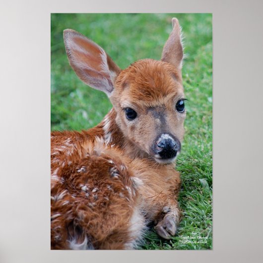 Fawn Poster (Voorkant)