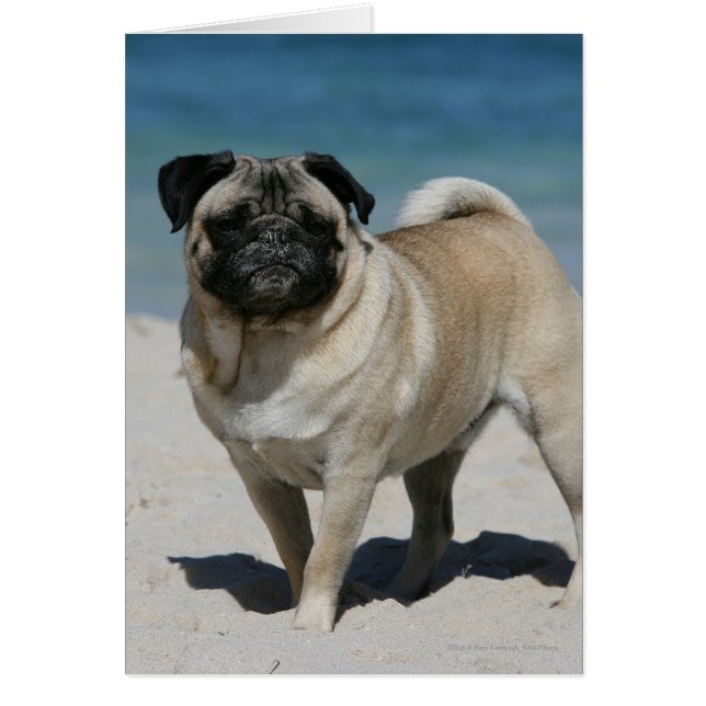 Fawn Pug bij Beach (Voorkant)