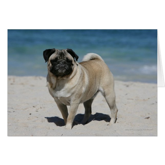 Fawn Pug bij Beach (Voorkant Horizontaal)