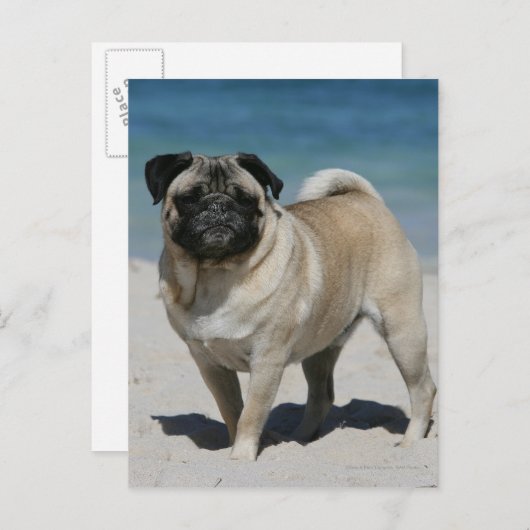 Fawn Pug bij Beach Briefkaart (Voorkant / Achterkant)