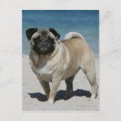 Fawn Pug bij Beach Briefkaart (Voorkant)