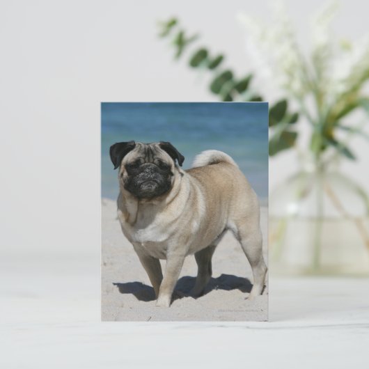 Fawn Pug bij Beach Briefkaart (Staand voorkant)