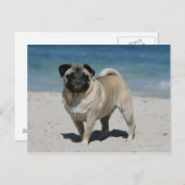 Fawn Pug bij Beach Briefkaart (Voorkant / Achterkant)