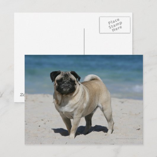 Fawn Pug bij Beach Briefkaart (Voorkant / Achterkant)