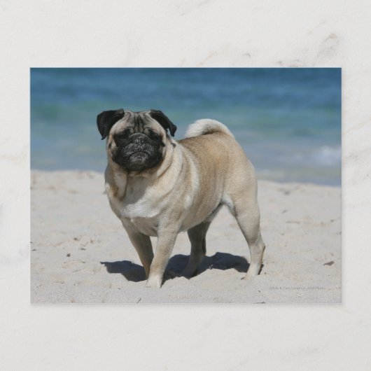 Fawn Pug bij Beach Briefkaart (Voorkant)