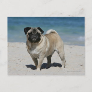 Fawn Pug bij Beach Briefkaart