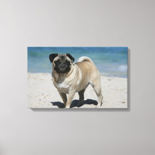 Fawn Pug bij Beach Canvas Afdruk