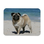 Fawn Pug bij Beach Magneet (Horizontaal)