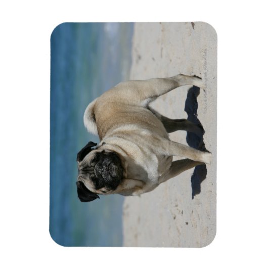 Fawn Pug bij Beach Magneet (Verticaal)