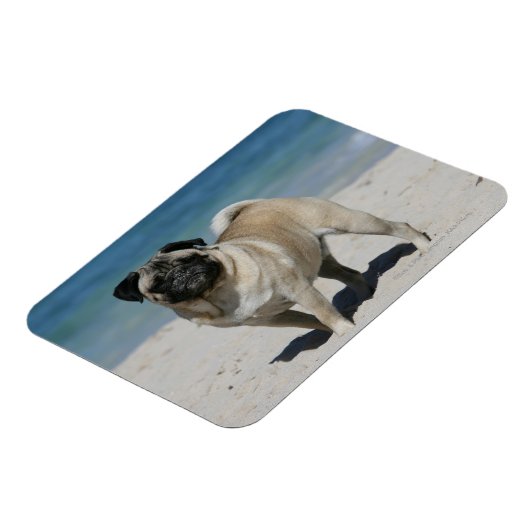 Fawn Pug bij Beach Magneet (Linkerzijde)