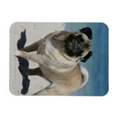 Fawn Pug bij Beach Magneet (Horizontaal)