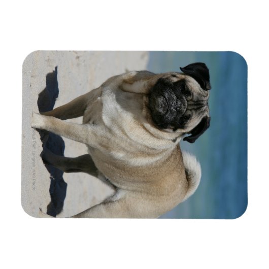 Fawn Pug bij Beach Magneet (Horizontaal)