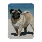 Fawn Pug bij Beach Magneet (Verticaal)