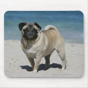 Fawn Pug bij Beach Muismat