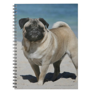 Fawn Pug bij Beach Notitieboek