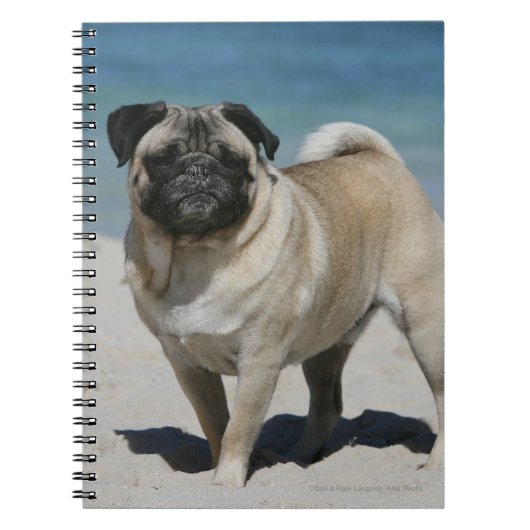 Fawn Pug bij Beach Notitieboek (Voorkant)