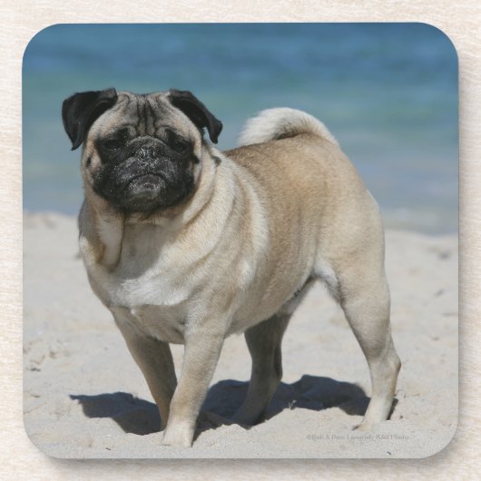 Fawn Pug bij Beach Onderzetter (Voorkant)