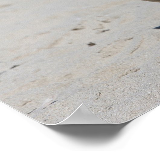 Fawn Pug bij Beach Poster (Hoek)