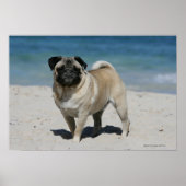 Fawn Pug bij Beach Poster (Voorkant)