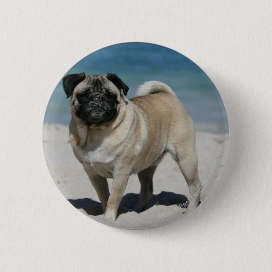 Fawn Pug bij Beach Ronde Button 5,7 Cm (Voorkant)