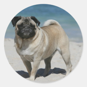 Fawn Pug bij Beach Ronde Sticker