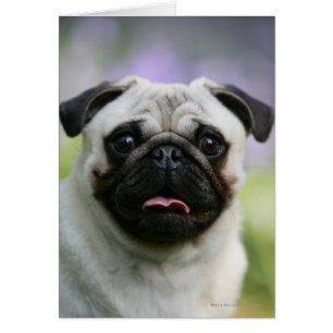 Fawn Pug on Alert