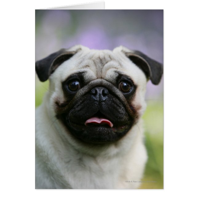 Fawn Pug on Alert (Voorkant)