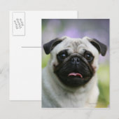 Fawn Pug on Alert Briefkaart (Voorkant / Achterkant)