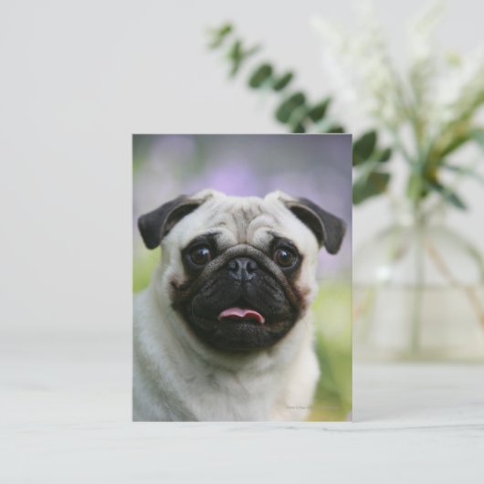 Fawn Pug on Alert Briefkaart (Staand voorkant)