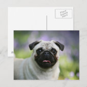 Fawn Pug on Alert Briefkaart (Voorkant / Achterkant)