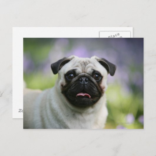 Fawn Pug on Alert Briefkaart (Voorkant / Achterkant)