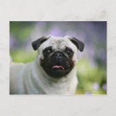 Fawn Pug on Alert Briefkaart (Voorkant)