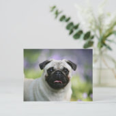 Fawn Pug on Alert Briefkaart (Staand voorkant)