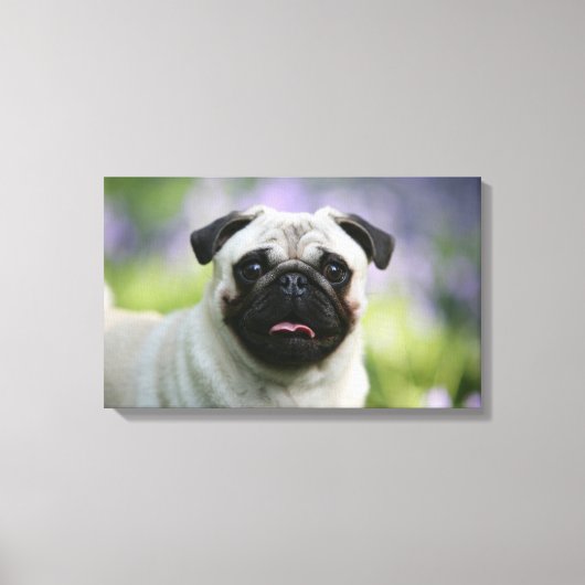 Fawn Pug on Alert Canvas Afdruk (Voorkant)