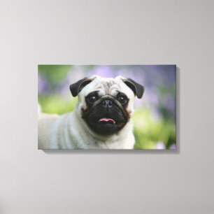 Fawn Pug on Alert Canvas Afdruk