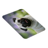 Fawn Pug on Alert Magneet (Rechterzijde)