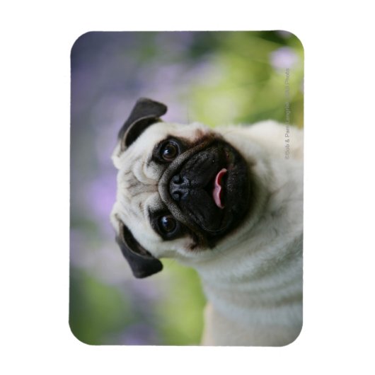 Fawn Pug on Alert Magneet (Verticaal)