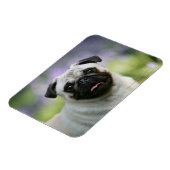 Fawn Pug on Alert Magneet (Linkerzijde)