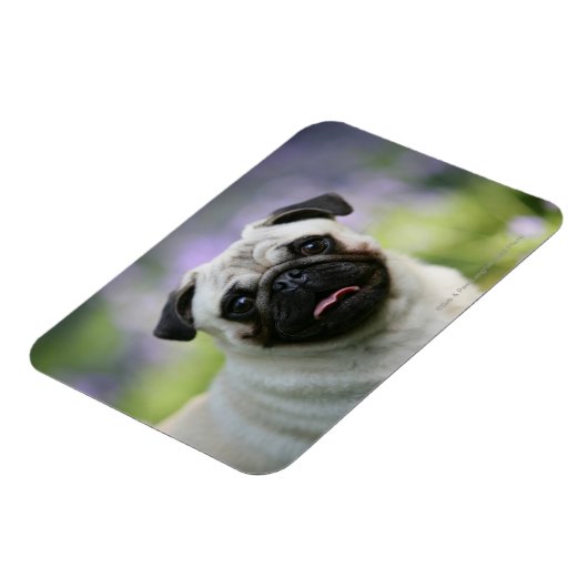 Fawn Pug on Alert Magneet (Linkerzijde)