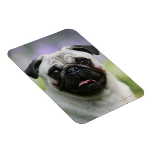 Fawn Pug on Alert Magneet (Rechterzijde)