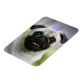 Fawn Pug on Alert Magneet (Linkerzijde)